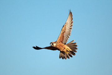 Lanner falcon in flight