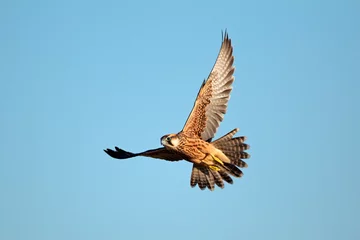Selbstklebende Fototapeten Lanner falcon in flight © EcoView