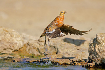 Sandgrouse in flight, Kalahari desert