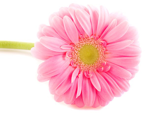 Pink Gerbera Close Up