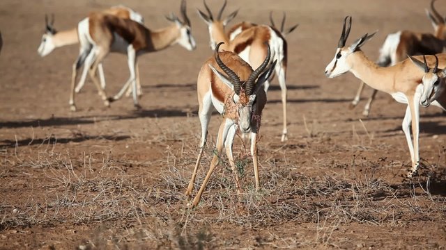 Springbok antelope fighting a bush, Kalahari desert