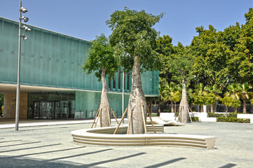 M&aacute;laga, &aacute;rboles en el Paseo nuevo del Puerto