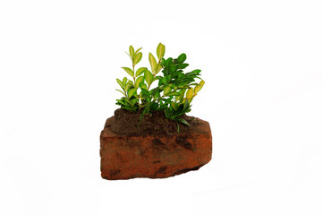 Gew&auml;chs auf Stein &copy; WS