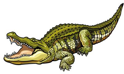 Fototapeta premium krokodyl nilowy