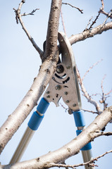 pruning trees