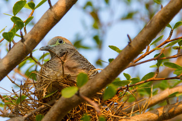 Doves in the nest