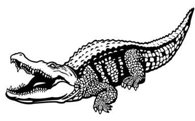 Obraz premium nile crocodile black white