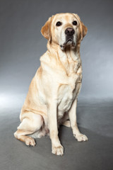 Blonde labrador retriever dog. studio shot.