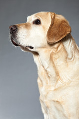 Blonde labrador retriever dog. studio shot.