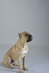 Obraz premium Brutus