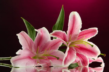 Fototapeta na wymiar piękna lilia, na różowym tle