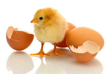 beautiful little chicken, eggshell and eggs isolated