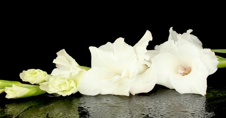 branch of white gladiolus on black background close-up