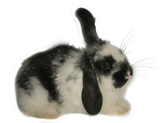 rabbit © Reklamatic