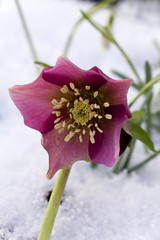 Christrose im Schnee