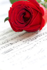 Red rose on musical score