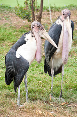 Marabou Storks