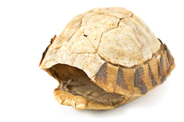 Fototapeta premium Tortoise turtle shell