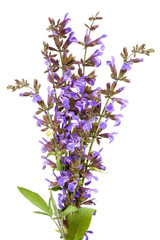 Sage Flowers Isolated