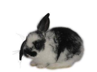 rabbit © Reklamatic