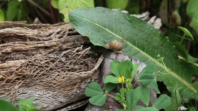 Snail on garden