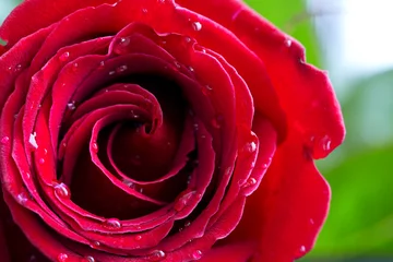 Crédence de cuisine en verre imprimé Macro Rose rouge