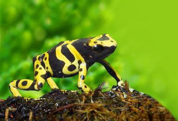 The poison dart frog Dendrobates leucomelas in a rainforest.