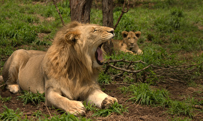 lion