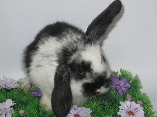 rabbit © Reklamatic