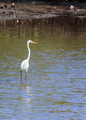 Great white heron standing in the lagoon