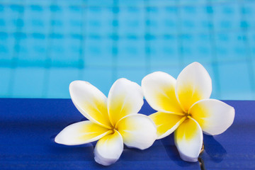 Fototapeta na wymiar frangipani flower on the pool,concept for relax and spa