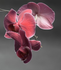 Phalaenopsis. Purple orchid on gray background