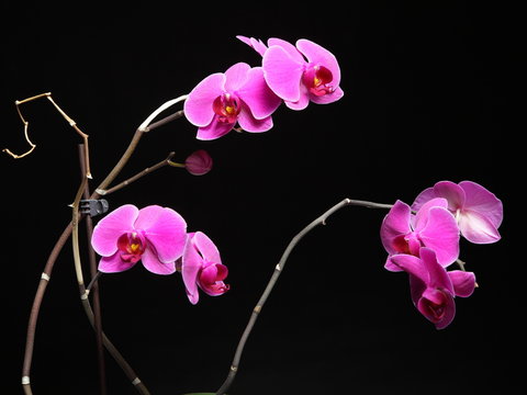 Phalaenopsis. Purple orchid on black background