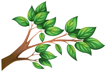 Fototapeta premium A branch of a tree with leaves