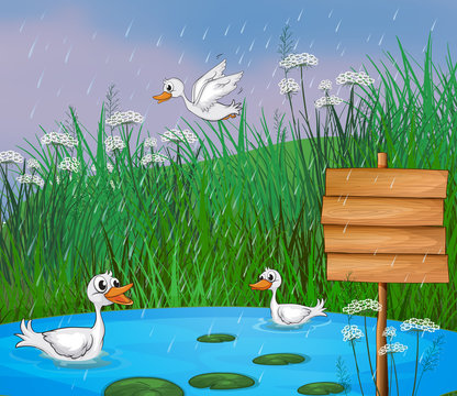 Ducks playing in the rain