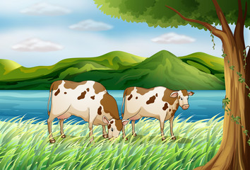 Une vache et un beau paysage