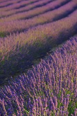 Fototapeta na wymiar Lavendelfeld - lavender field 96