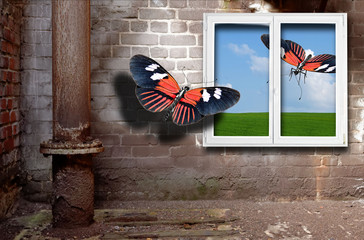 butterflies and window