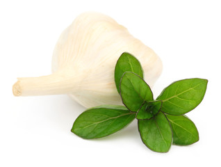 Mint leaves with Garlic over white background