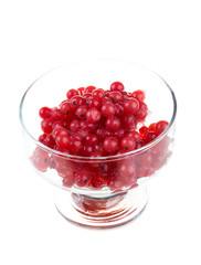 red currant