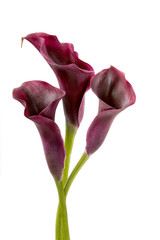 calla lilies