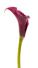 calla lilies