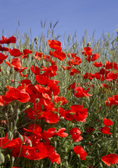 red poppies against a blue sky - obrazy, fototapety, plakaty