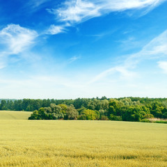 wheat field and blue sky