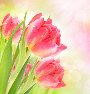 Beautiful background with tulips