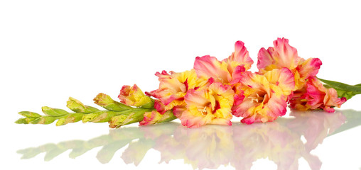 branch of yellow-pink gladiolus on white background close-up - obrazy, fototapety, plakaty