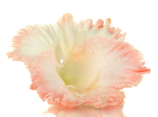 beautiful bud of pale pink  gladiolus isolated on white