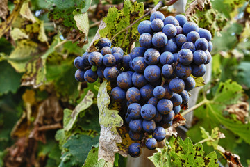 Grapes