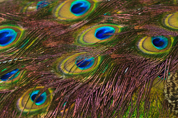 Fototapeta premium Peacock feathers