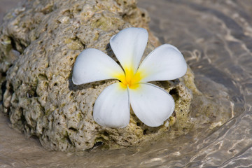 White Frangipani flower ( plumeria ) on the sea